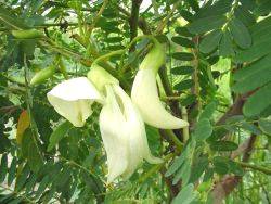 Sesbania sp (Agathi)