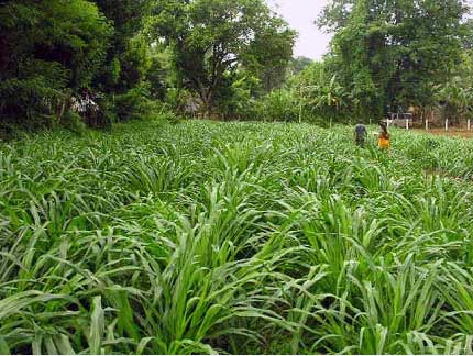 Pennisetum typhodieu  purpureum  (Hybrid Napier) 