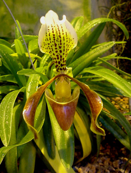Paphiopedelum