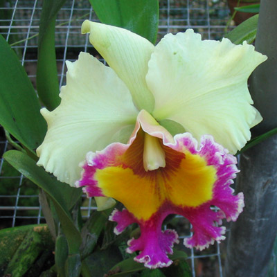 Cattleya