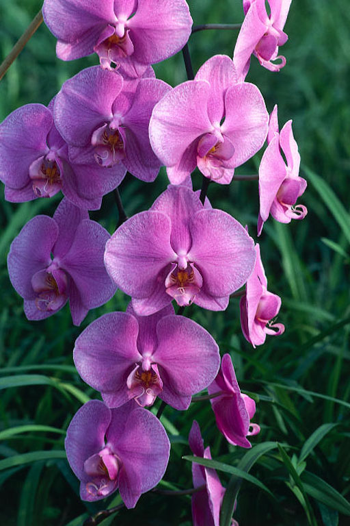 Phalenopsis