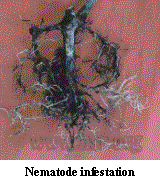 nematode infestation