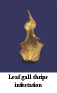leaf gall thrips infestation