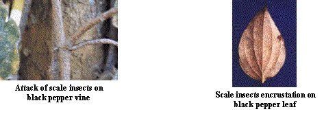 attack of scale insects