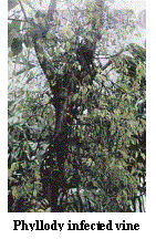 Phyllody infected vine