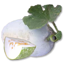 Ash gourd