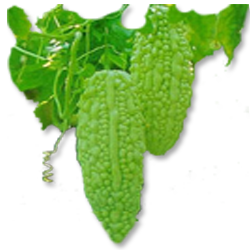 Bitter gourd