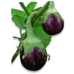 Brinjal