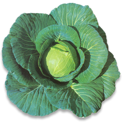 Cabbage