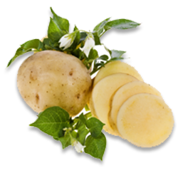 Potato