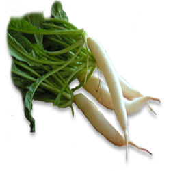 Radish