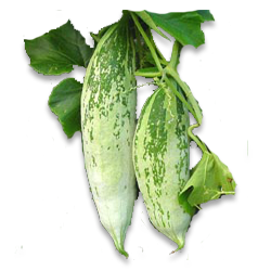 Snake gourd