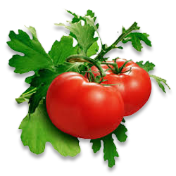 Tomato