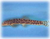 Click here to view the image