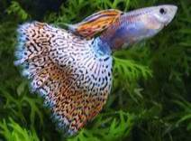 Click here to view the image