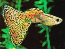 Click here to view the image